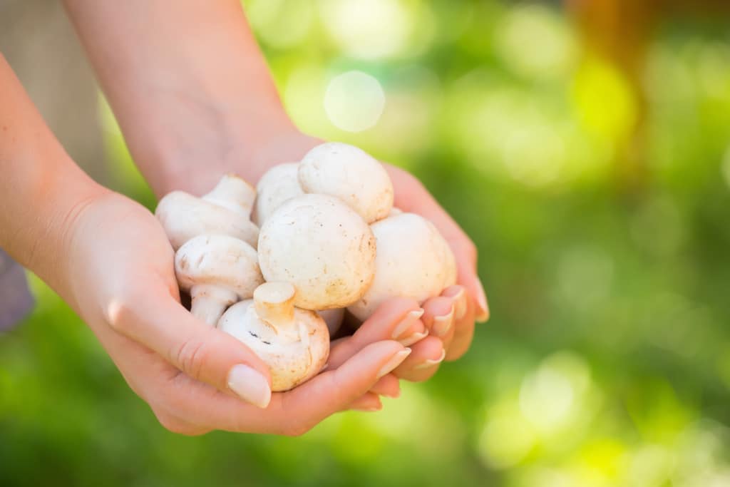 7 Raisons De Manger Des Champignons Toute L'année